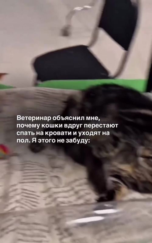 Скрытые боли у кошек: почему питомец меняет поведение